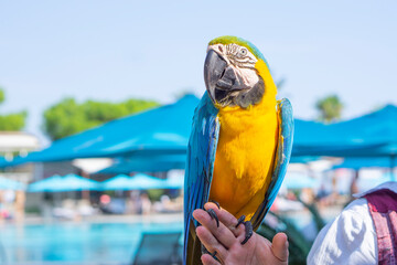 Portrait of macaw parrot at a resort on the beach with palm tree in the background
