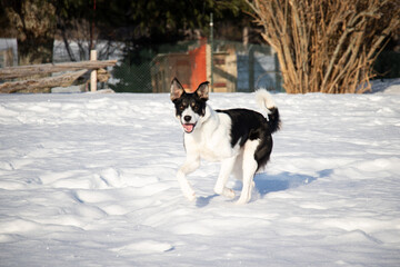 Border Collie Puppy Running Happily in the Snow