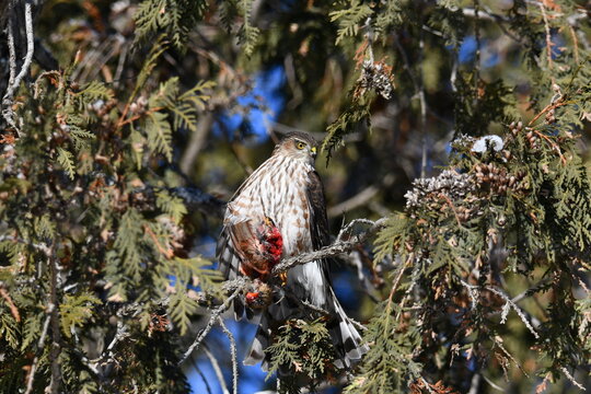 Sharp-shinned Hawk sits perched in a tree with a female Cardinal in its talons
