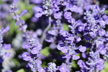 Fototapeta na wymiar bee on lavender