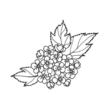 black and white floral drawing clip art preview