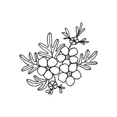 Flowering branch of ornamental shrub cinquefoil with flowers, buds, leaves, freehand drawing with a liner.