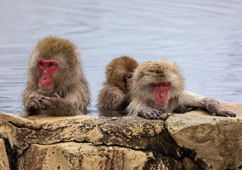 Fototapeta premium SNOW MONKEY