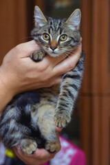 small striped kitten in hands