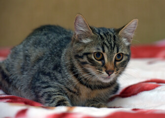 cute little tabby kitten on the couch