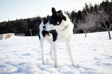 Border Collie Male Dog Puppy Looking to the Left in a Cold Winter Landscape