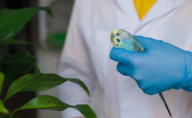 A veterinarian in a white coat holds a small budgie in his hands. Soft focus. Veterinary medicine....