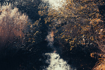 reflection in water