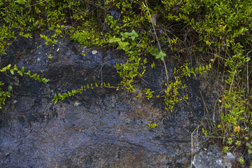 Wet dark grey granite wall with green moss and plants, natural stone texture background