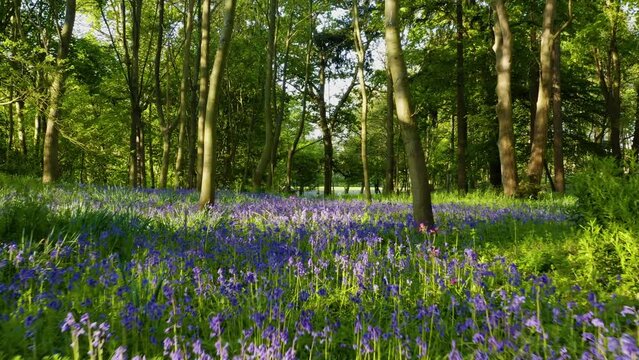 Spring Bluebells in the Forest