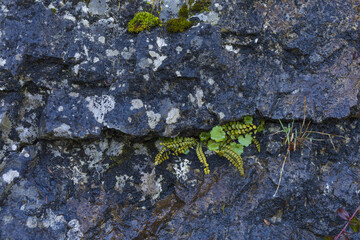 Dark grey granite wall with green fern and plants living in a crack, natural stone texture background
