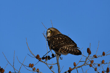 Short-eared Owl sits perched on top of a tree