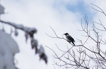 bird nature sparrow wildlife animal crow winter snow