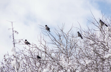 bird nature sparrow wildlife animal crow winter snow