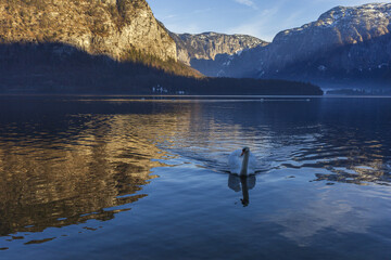 White swan approaching across a lake, surrounded by Alpine mountains, on sunny winter evening