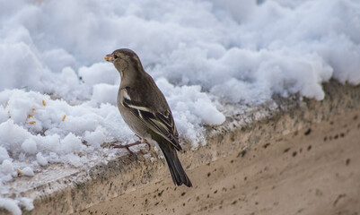 sparrow bird istanbul city nature