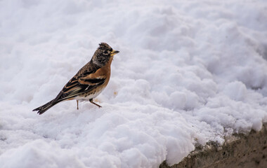 sparrow bird istanbul city nature
