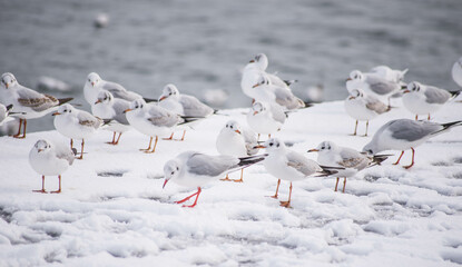 seagull bird city istanbul nature