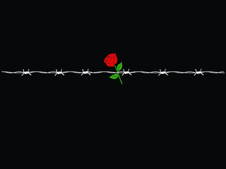 vector illustration with barbed wire and rose in red, black and white colors. human rights day concept