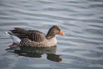 goose bird city istanbul nature 