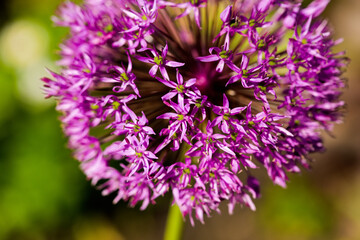 Purple bud of Allium hollandicum Persian onion Dutch garlic flower. A bright sunny selective focus background photo good for cards, posters, website decoration etc.