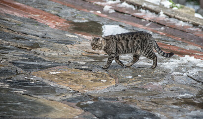 Fototapeta na wymiar cat city snow winter istanbul