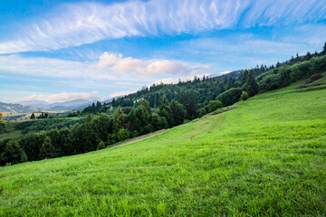 Fototapeta premium field covered with grass on a hill near the green forest in the mountains on a beautiful summer day.