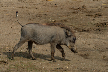 Common warthog