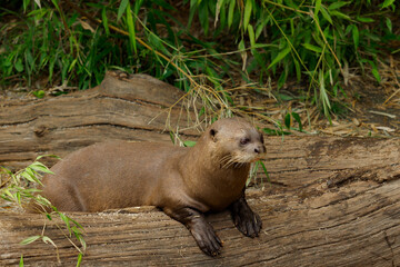 Fototapeta premium Giant otter