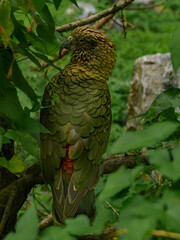 Kea on the branch