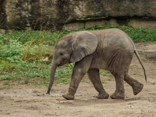 Baby african elephant