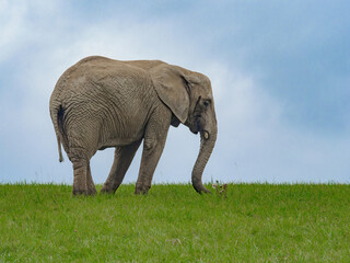 African elephant on a green field