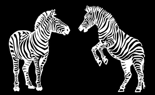 Vector collection of zebras on black, graphical elements of zebra. Abstract stripy animals