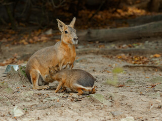 Patagonian mara with cub