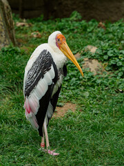 Painted stork
