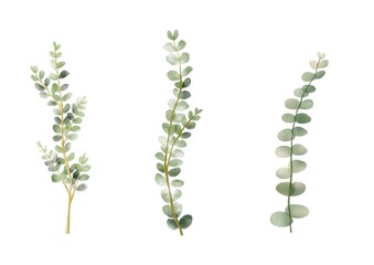Obraz premium Eucalyptus branch watercolor isolated on white background,green leave for design card or decorative