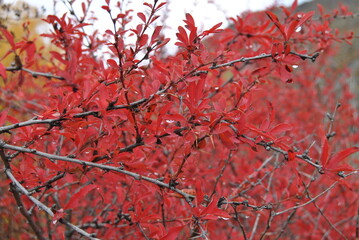 Red autumn barberry bush after the rain. Barberry in autumn. Red autumn leaves. Autumn.