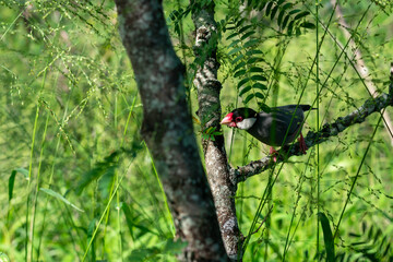 bird on a branch