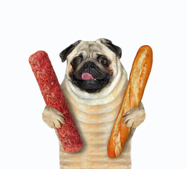 A dog pug holds a dried sausage and a loaf of bread. White background. Isolated.