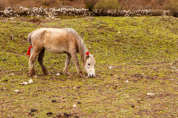 Fototapeta premium A small horse grazes in a mountain valley in the Himalayas