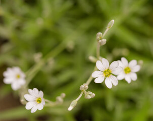 White Cerastium Shallow depth of field, selective focus photo with free blank copy space for text. For cards, posters, website decoration etc.