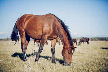 A bay horse is grazing with a herd.