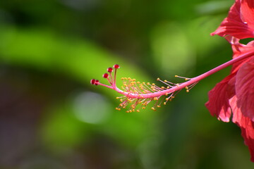 closeup view of anther and filament of hibiscus shoe flower (rear side view of stigma, style, anther, filament, stamen and pistil of shoe flower) - hibiscus rose flower - hibiscus rosa sinensis