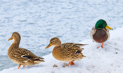 Ducks in the snow.