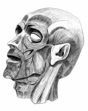 A Hand Drawn Muscular Head