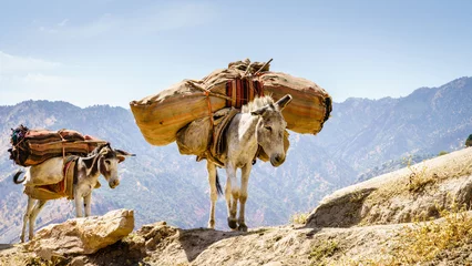 Wandaufkleber Pack mules © Alexey Stiop