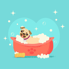 Grooming. Cute pug dog bathes. Dog in foam. The dog is washing. Vector illustration