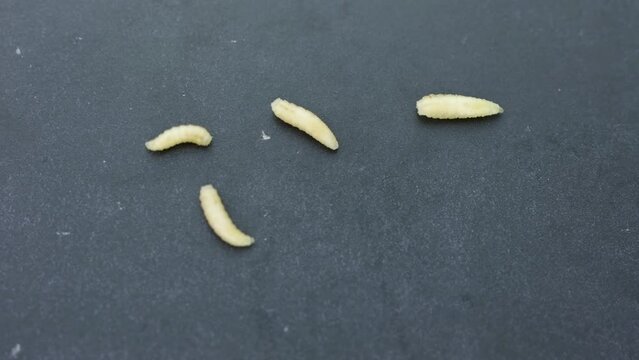 Live fly larvae, musca domestica, on gray background