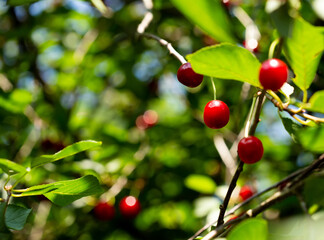 Ripe red summer cherry. A selective focus sunny bright photo with free blank copy space for text. For cards, posters, website decoration etc.