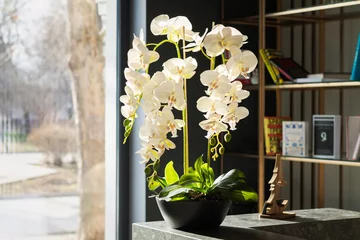 Foto op Canvas Interior design decor with potted orchid flowers and bookcase next to window © Дмитрий Сидор